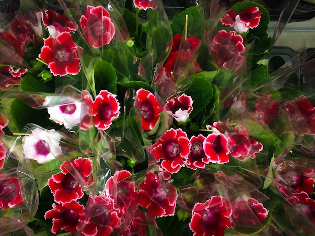 Veel rode en witte bloemen Uitzicht van bovenaf Esthetiek en schoonheid van planten