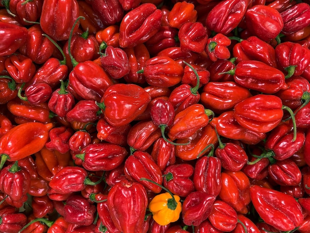 Veel rode habanero chili van dichtbij gezien