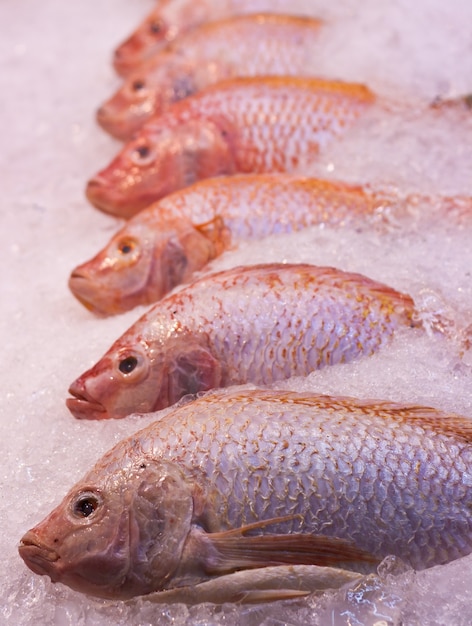 Veel rode snapper vissen op ijs