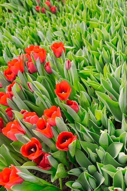 veel rode tulpen in een kas