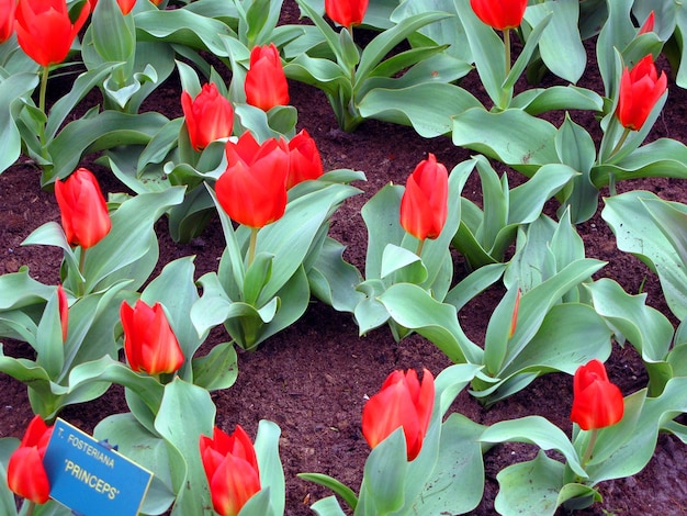 veel rode tulpen, textuur van rode bloemen, mooie achtergrond van lentebloemen, groot bloembed