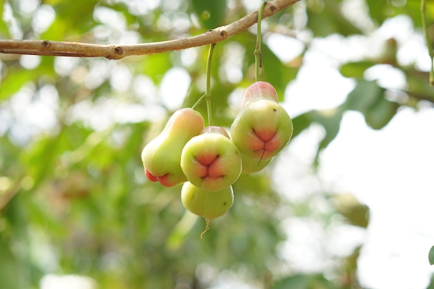 Veel roze appels aan de boom