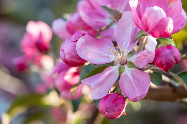 Veel roze bloemen op bloeiende takken van fruitbomen in de tuin