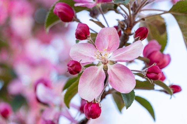 Veel roze bloemen op bloeiende takken van fruitbomen in de tuin