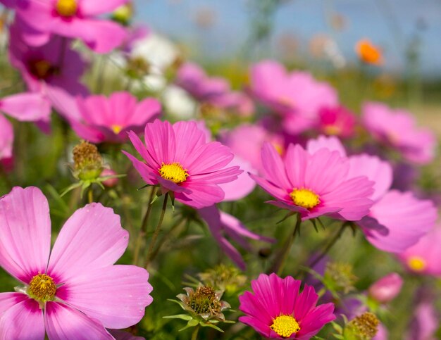 veel roze kosmosbloemen in de wei op een zonnige dag