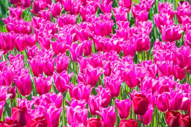 Veel roze tulpen bloemen op het veld. Bloementextuur