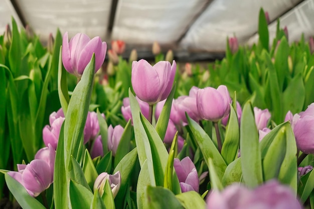 Veel roze tulpen in een kas