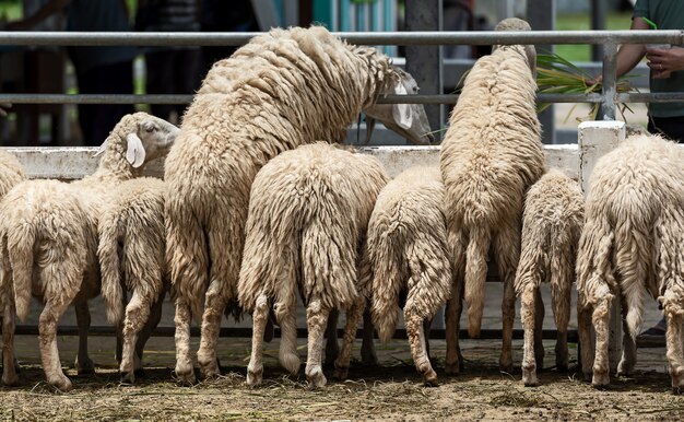 Veel schapen op de boerderij.