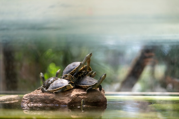 Veel schildpadden komen tot rust op de rotsen.