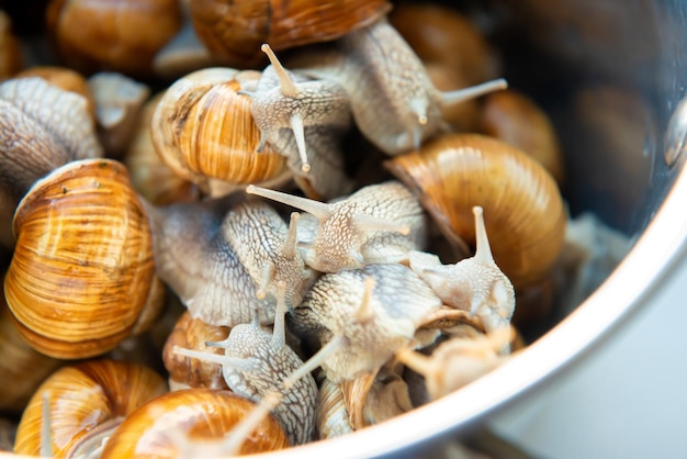 Veel slakken in pan