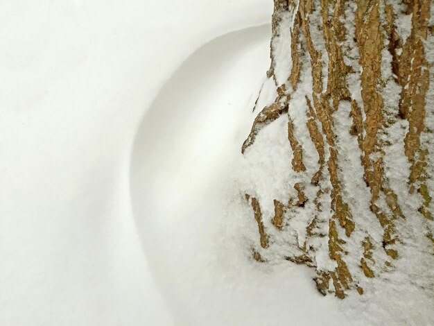 Veel sneeuw rond een boom