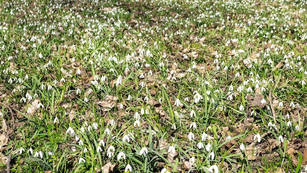 Veel sneeuwklokjes in het lentebos Lente achtergrond met wilde bos bloemen