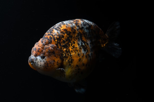 Veel soorten goudvissen Ranchu. Heel schattig en mooi van natuurlijke kunst.