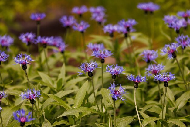 Veel squarrose knoopkruid Centaurea cyanus triumfettii blauwe bloemen uit de familie Asteraceae