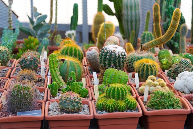 Veel stekelige cactussen van verschillende vormen en maten ingemaakte zaailingen winkel tentoonstelling