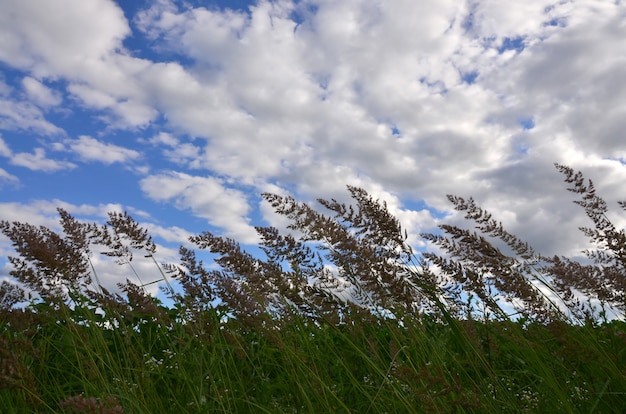 Veel stengels van groen riet groeien uit het rivierwater