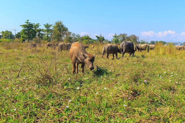 Veel Thaise buffels eten gras in grasvelden