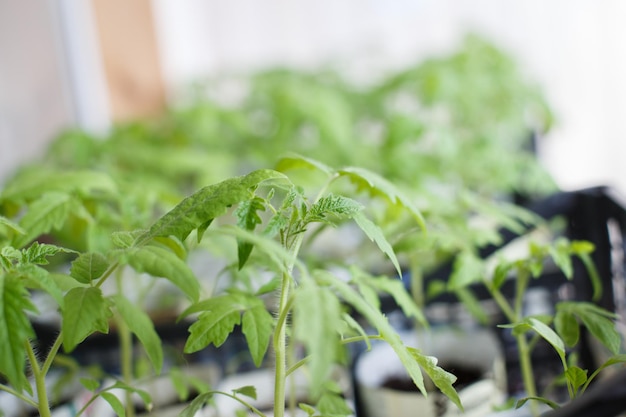 Veel tomatenzaailingen groeien door op het balkon van het huis