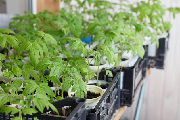 Veel tomatenzaailingen groeien door op het balkon van het huis