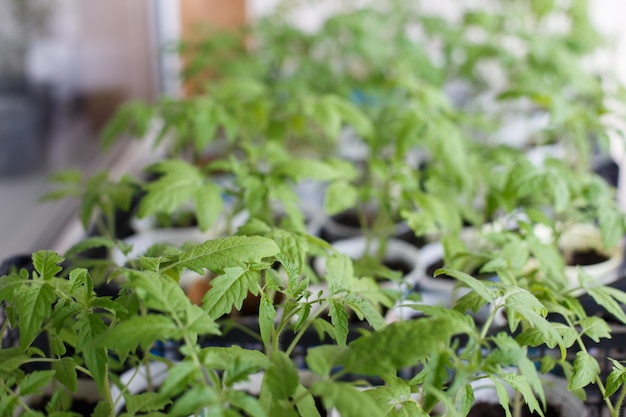 Veel tomatenzaailingen groeien door op het balkon van het huis