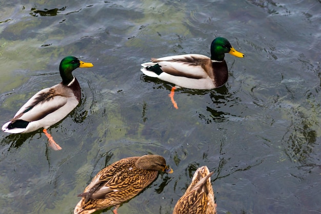 Veel trekkende wilde eenden op het ijs bij de alsem met water op een ijskoude vijver