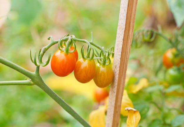 Veel trossen met rijpe rode en onrijpe groene tomaten die in Thailand groeien openen boerderij.