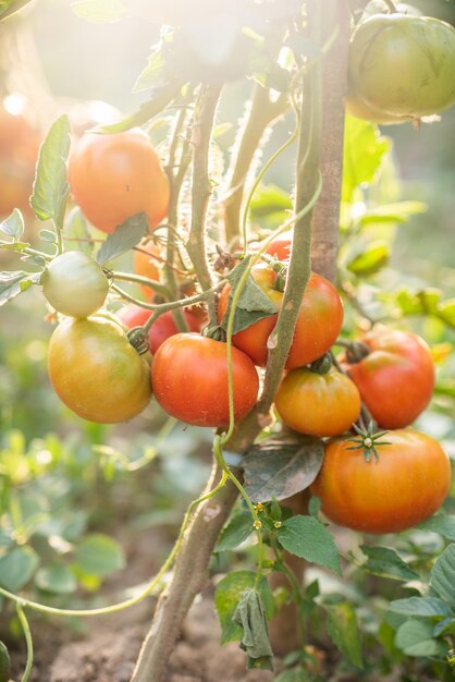 Veel trossen met rijpe rode en onrijpe groene tomaten groeien in de tuin het gewas rijpt op een warme zomerdag