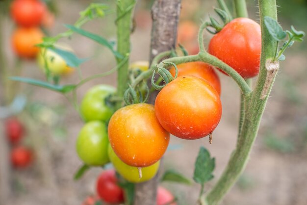 Veel trossen met rijpe rode en onrijpe groene tomaten groeien in de tuin het gewas rijpt op een warme zomerdag