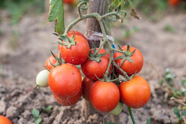 Veel trossen met rijpe rode en onrijpe groene tomaten groeien in de tuin het gewas rijpt op een warme zomerdag