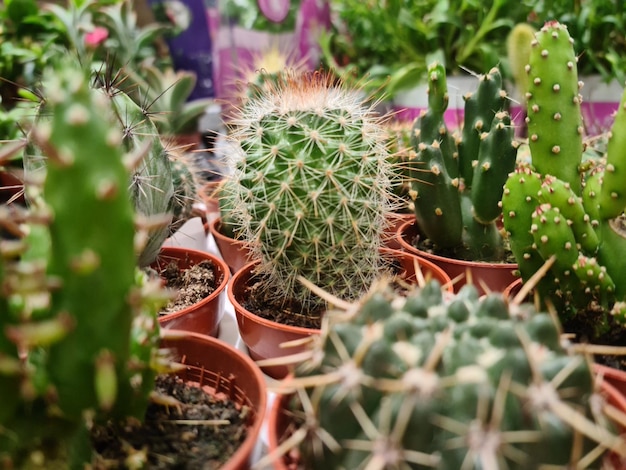 Veel verschillende cactussen en vetplanten op tafel