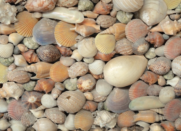 Foto veel verschillende prachtige zeeschelpen getextureerd en achtergrond.