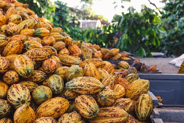 Veel verse cacao peulen in een cacaofabriek.