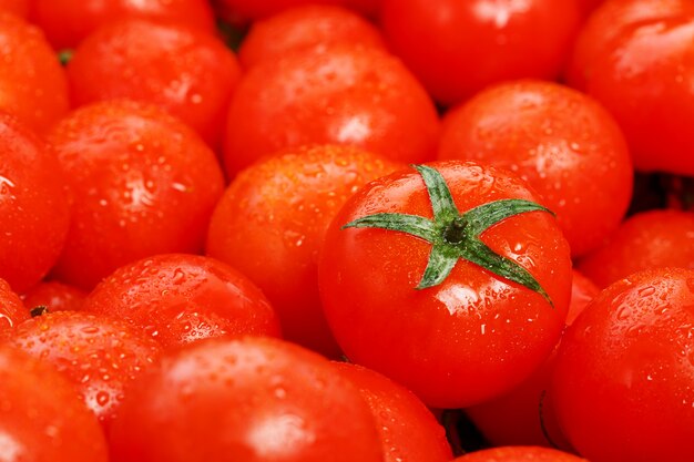 Veel verse rijpe tomaten met dauwdruppels.