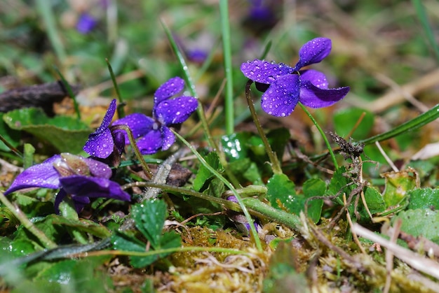 Veel violet