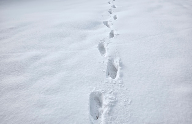 Veel voetstappen in de sneeuw