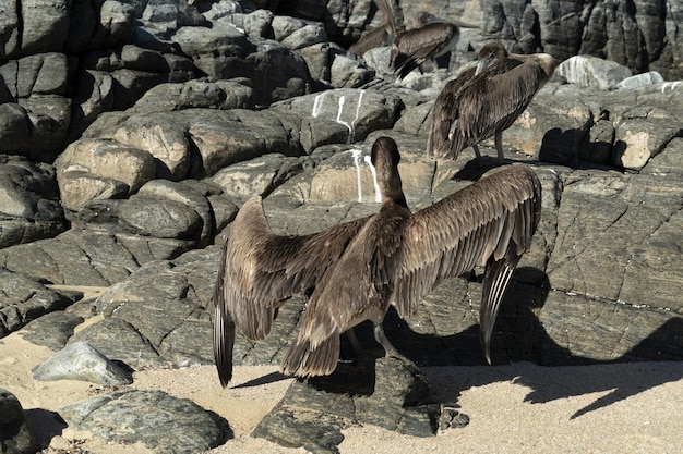 Veel vogels pelikanen meeuw op baja california sur strand punta lobos