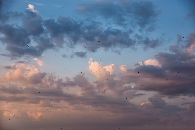 Veel vogels vliegen in de lucht.