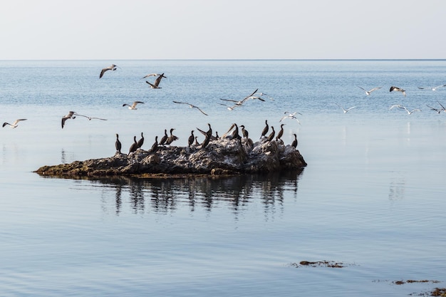 Veel vogels zitten op een rots aan de Zwarte Zee