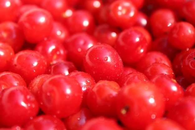 Veel vruchten van rode bessen van Prunus tomentosa