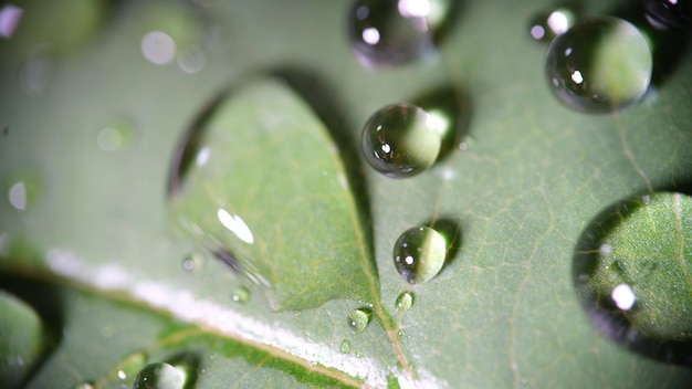 Veel waterdruppels op het oppervlak van groen blad close-up van regendruppeltjes op groene plant