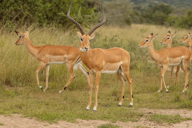 Veel wilde antilopen in nationaal park in Zuid-Afrika