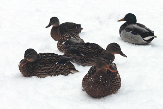 Veel wilde eenden in de sneeuw in de winter.