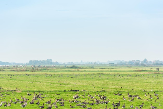 Veel wilde ganzen op zoek naar voedsel op de weide in Nederland