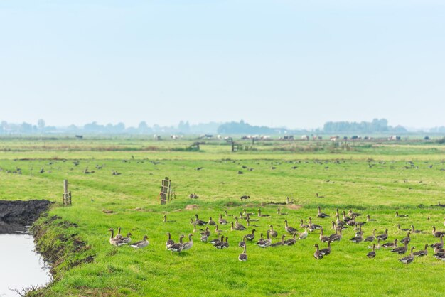 Veel wilde ganzen op zoek naar voedsel op de weide in Nederland