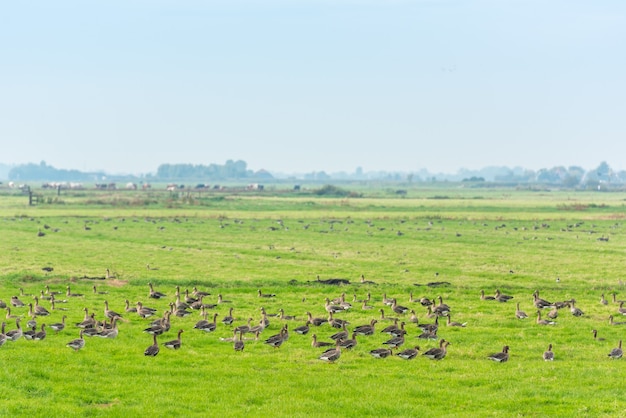 Veel wilde ganzen zoeken naar voedsel op de wei in Nederland