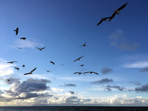 Veel wilde meeuwen chaotisch vliegen in de blauwe zeelucht met witte wolken op de Oostzee in tegenlicht