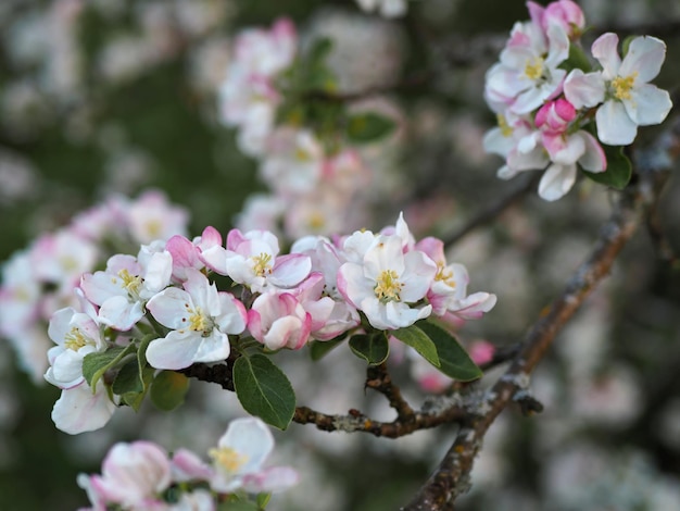 Veel wit-roze bloemen van een appelboom close-up tegen een blauwe lucht en groene bladeren.