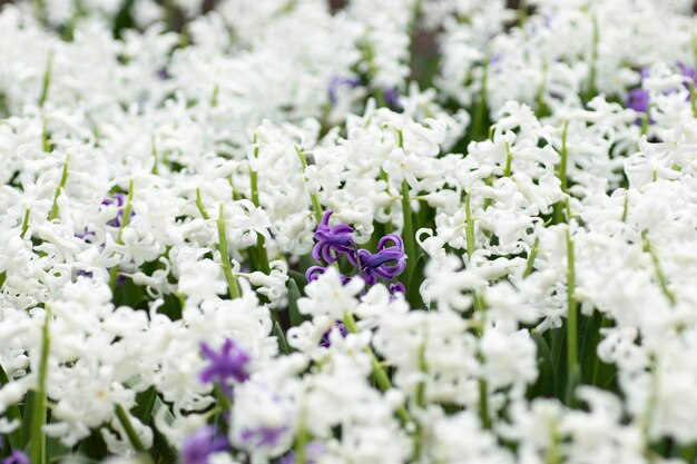 veel witte bloemen, bloemen geplant in een bloembed