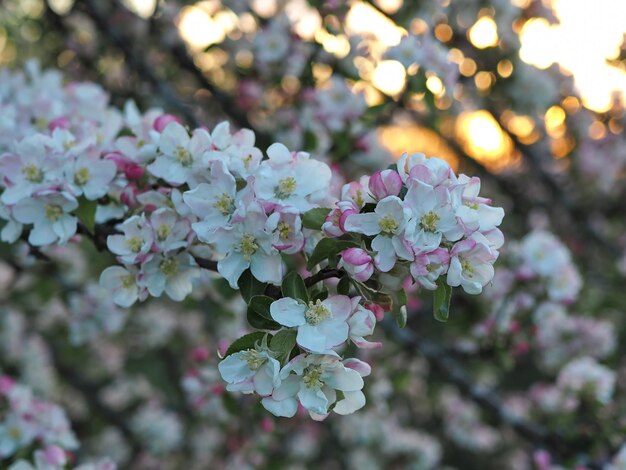 Veel witte en roze bloemen van een close-up van de appelboom tegen de achtergrond van een zonsondergang