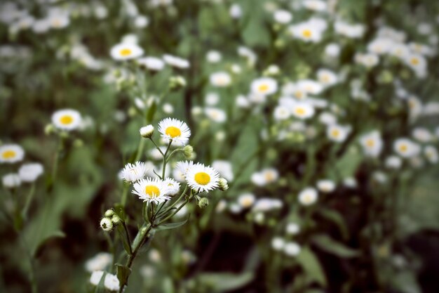 Veel witte kamilles op een kamilleveld